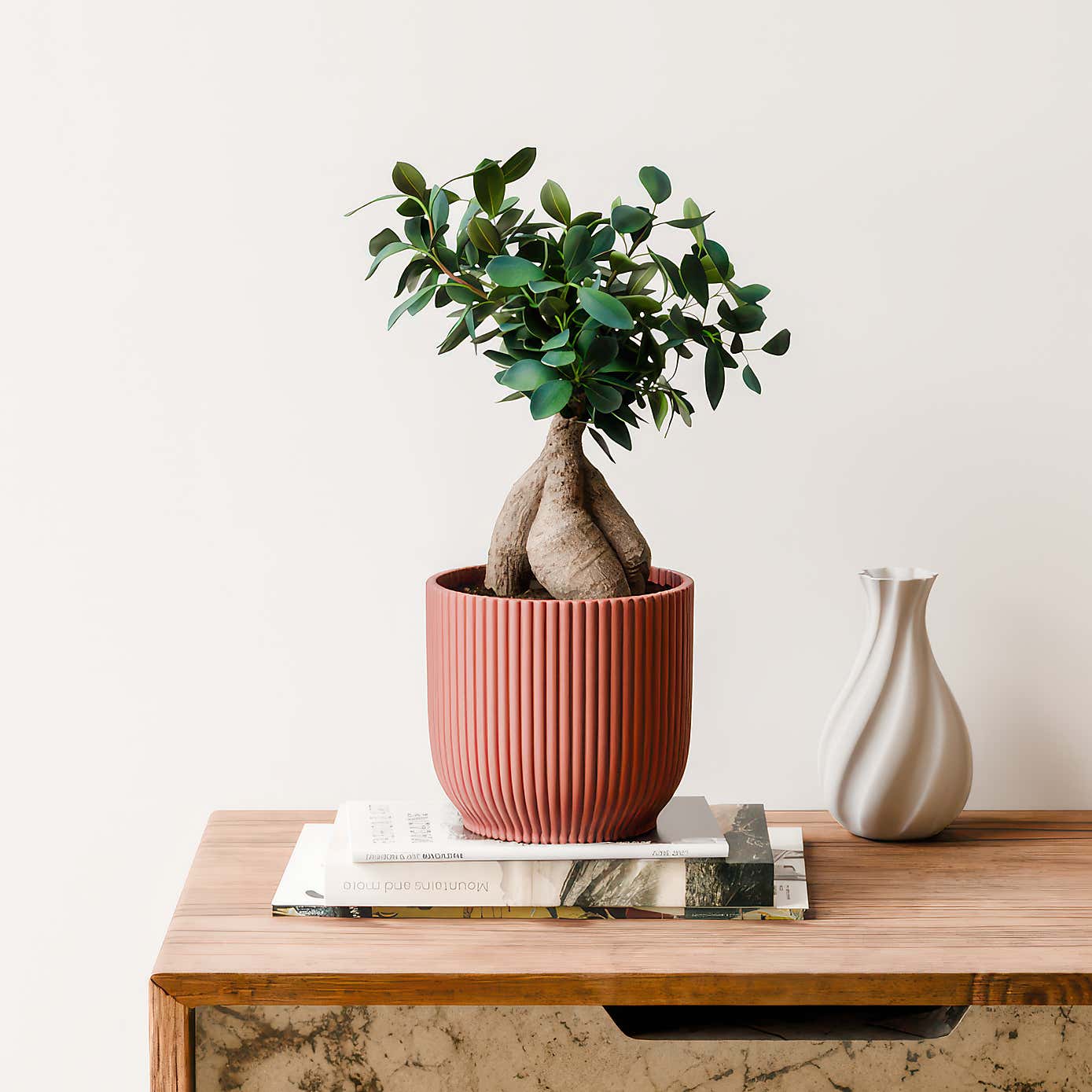 Ficus Ginseng House Plant in Elho Vibes Pot