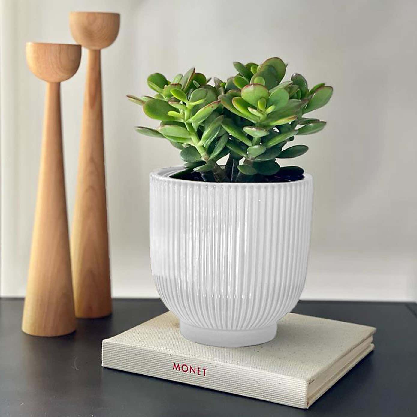 Jade House Plant in Ribbed Pot
