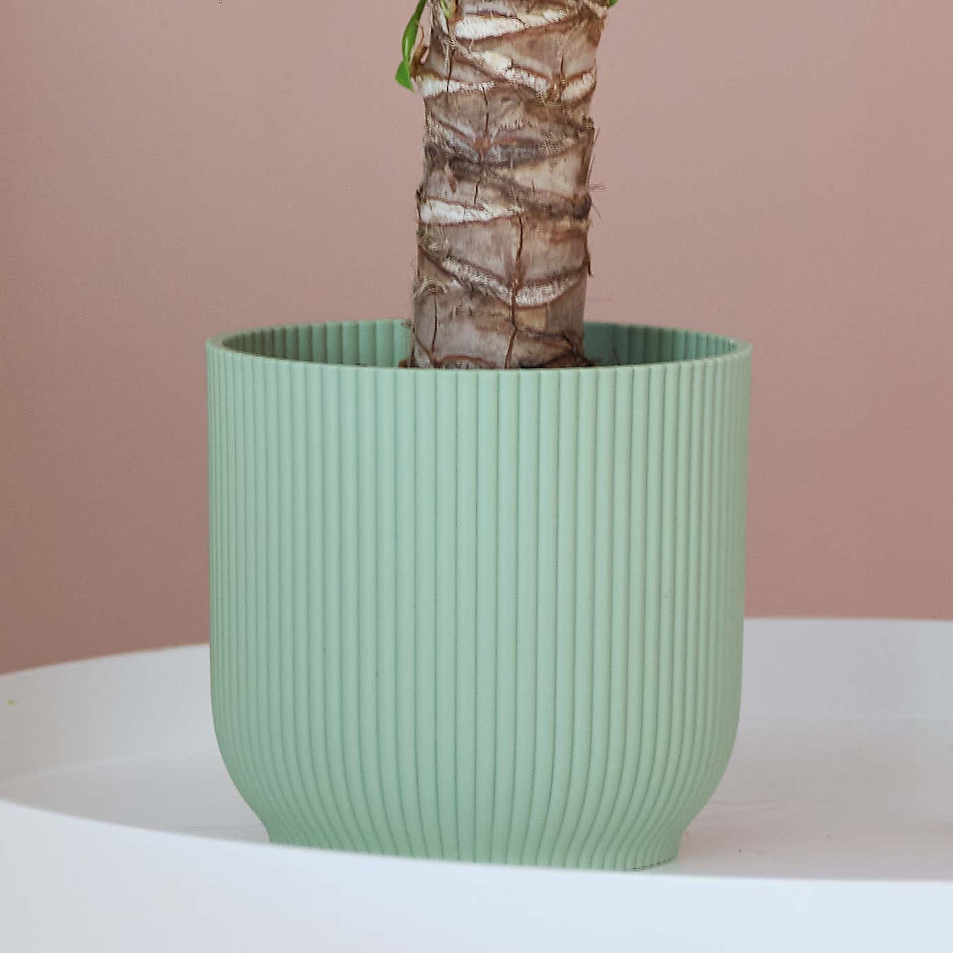 Yucca House Plant in Elho Pot