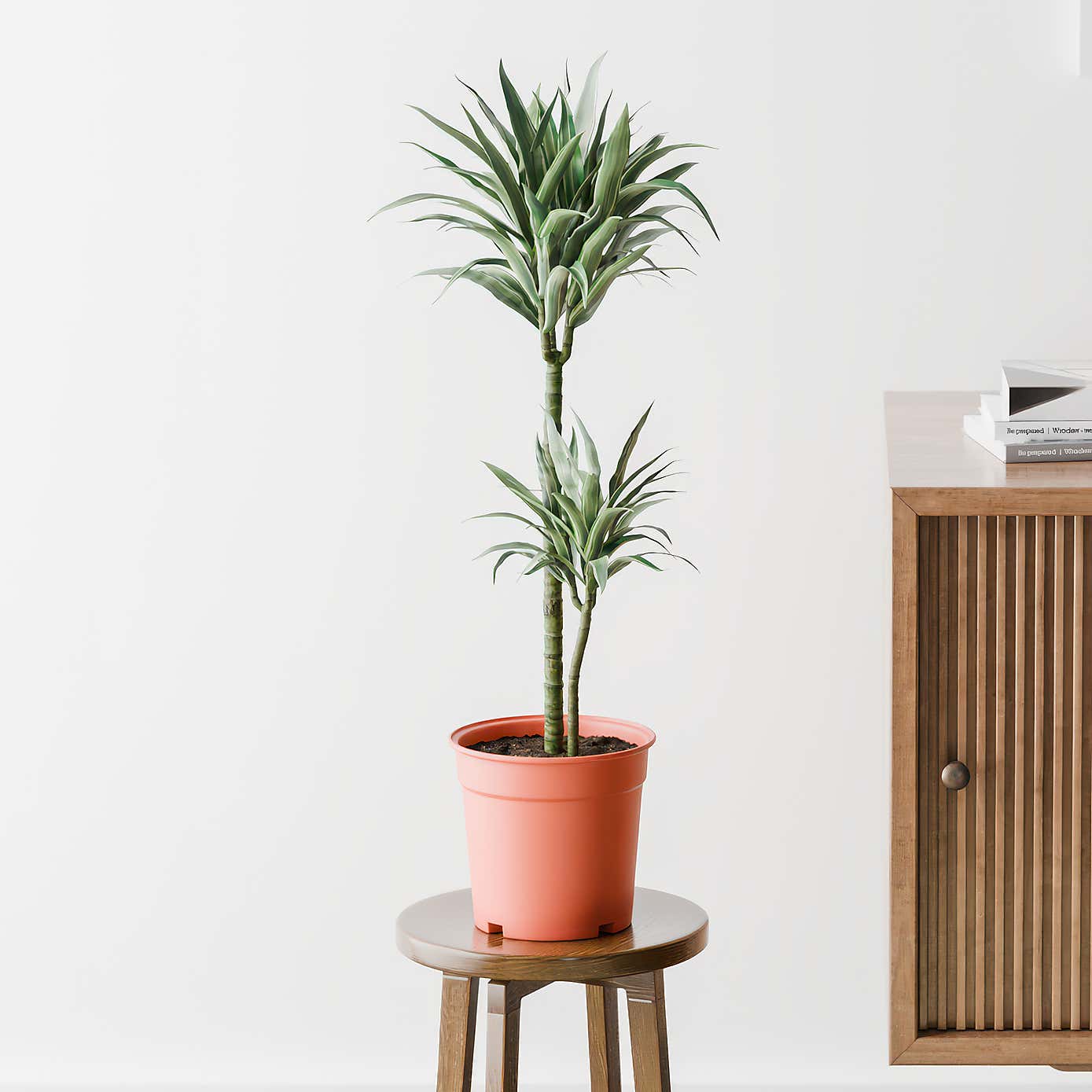 Beards & Daisies Dracaena Warneckei House Plant