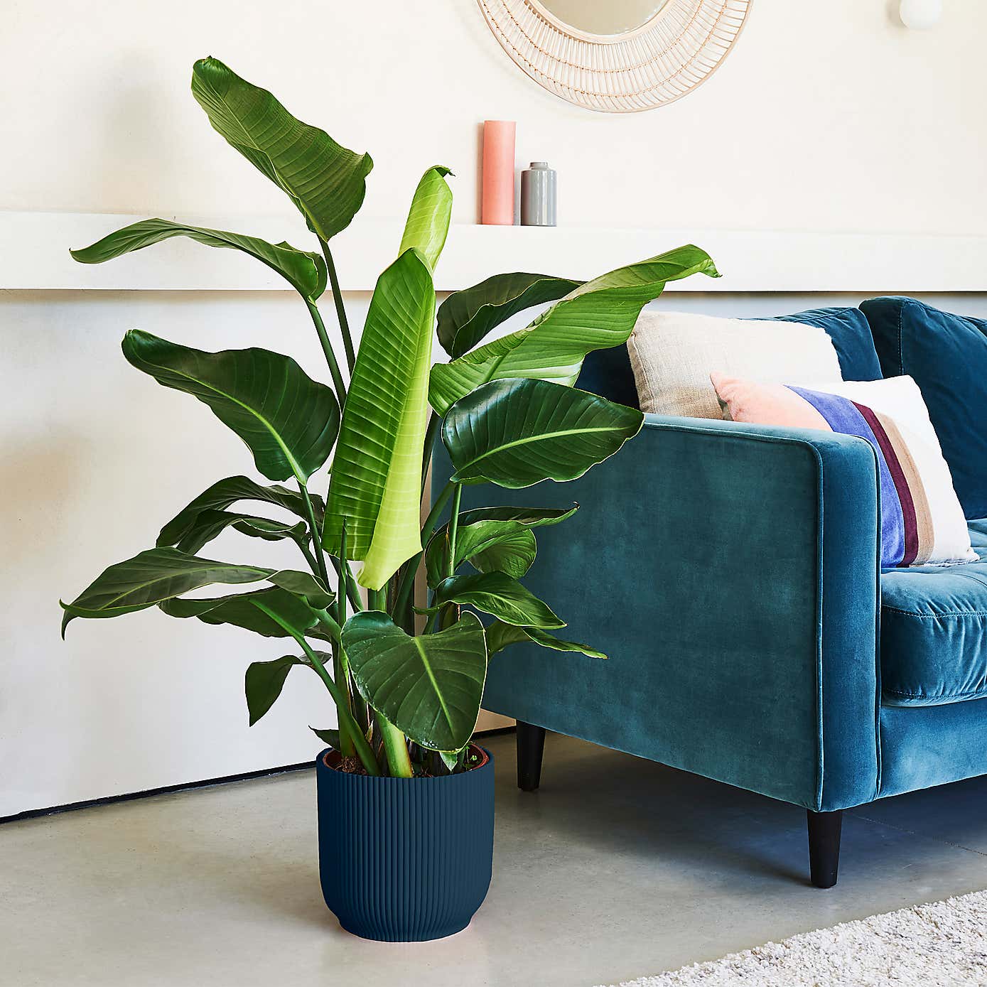 Beards & Daisies Bird of Paradise in Elho Vibes Pot