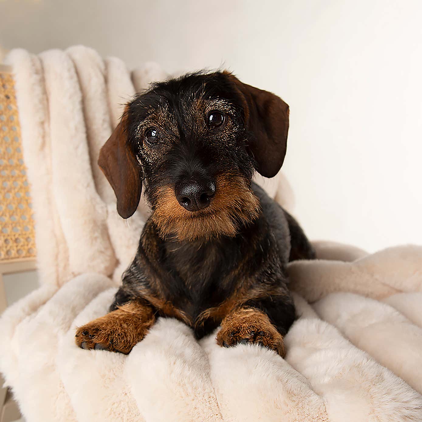 Scruffs Luxurious Aspen Pet Blanket