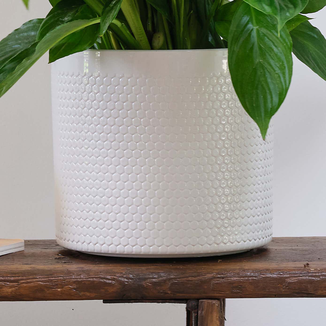 Peace Lily House Plant in Capri Pot