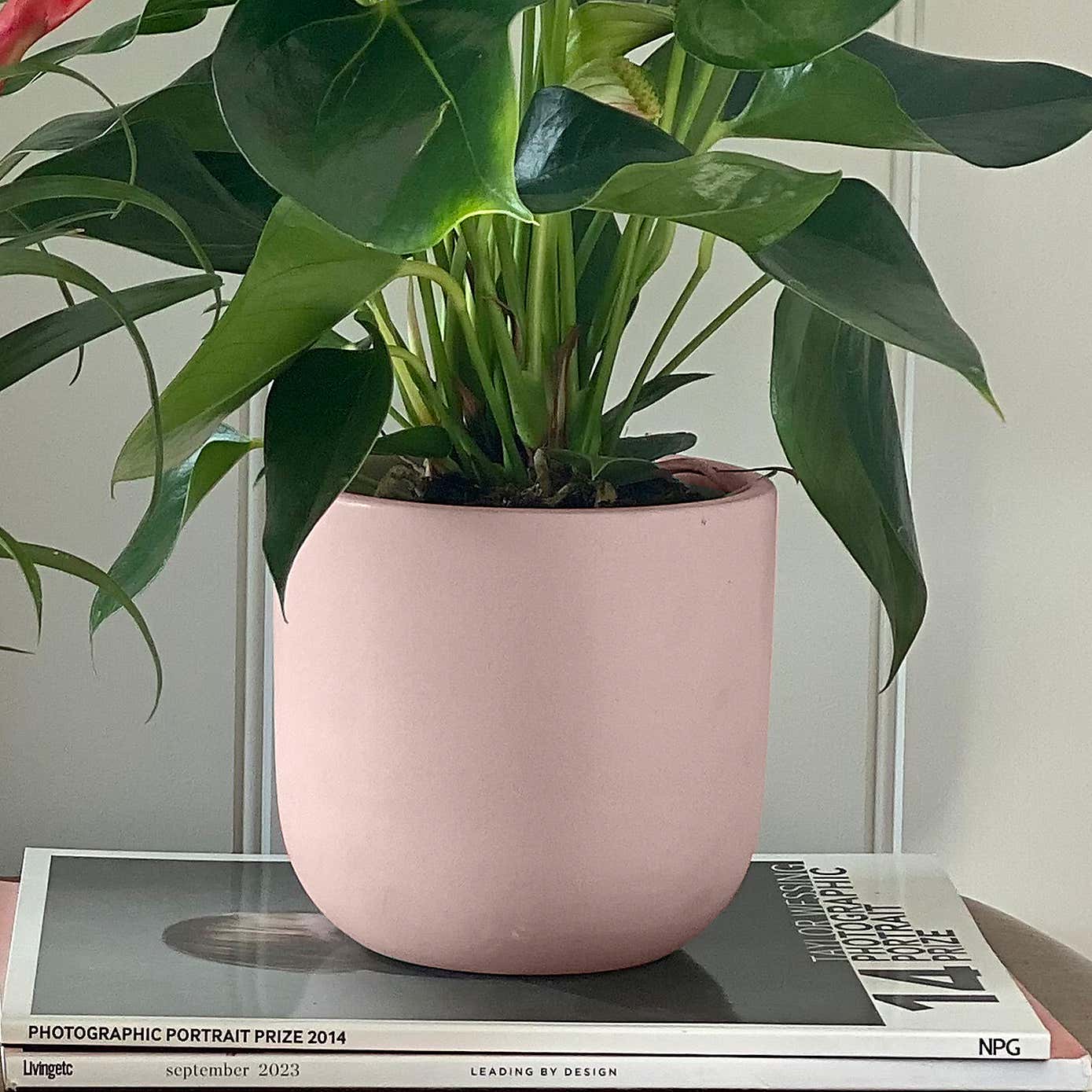 Flowering Potted House Plant Bundle