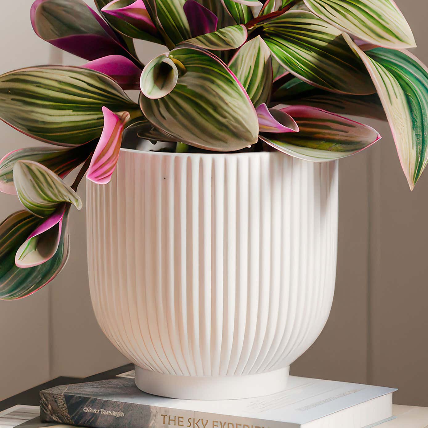 Tradescantia Nanouk House Plant in Ribbed Ceramic Pot