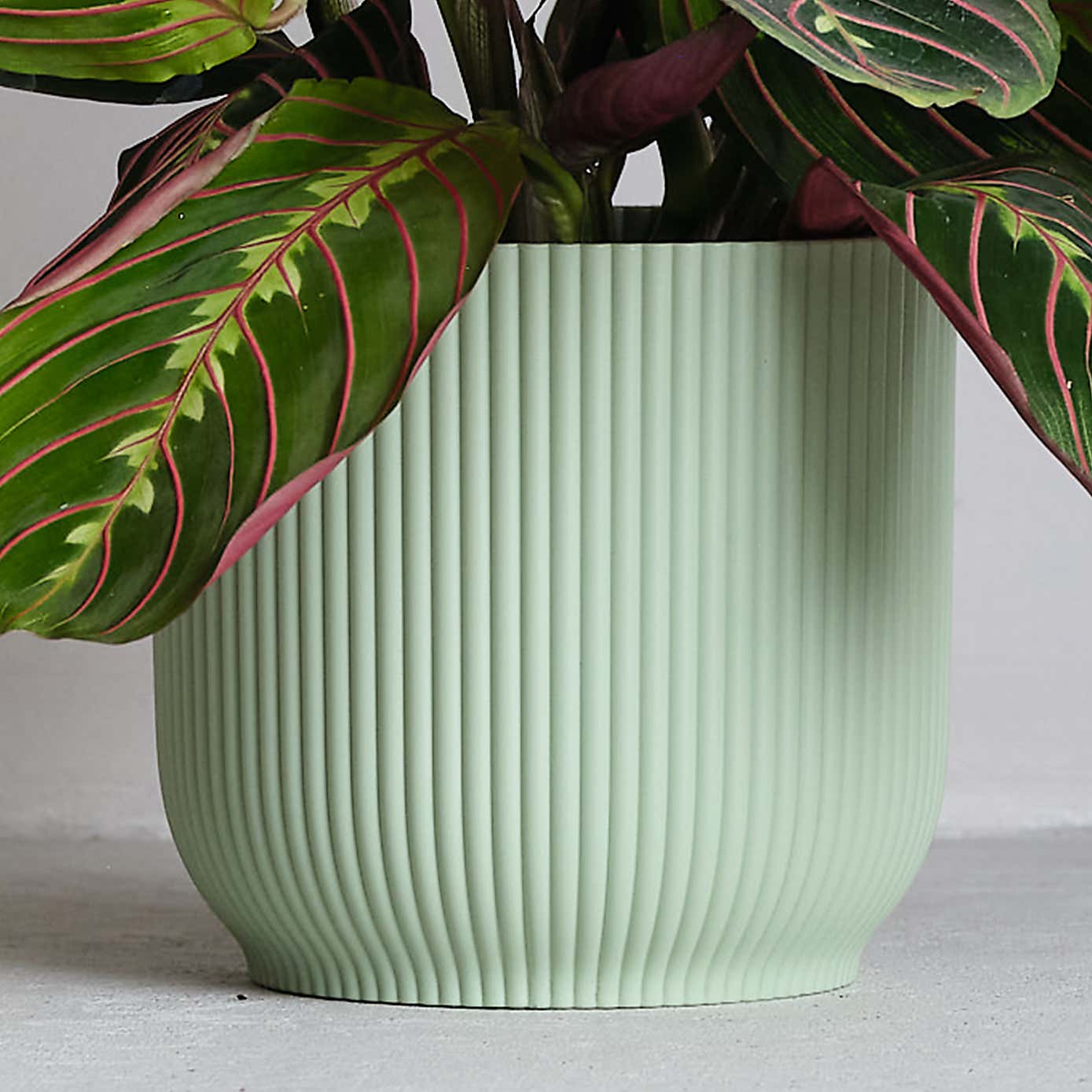 Prayer House Plant in Elho Pot