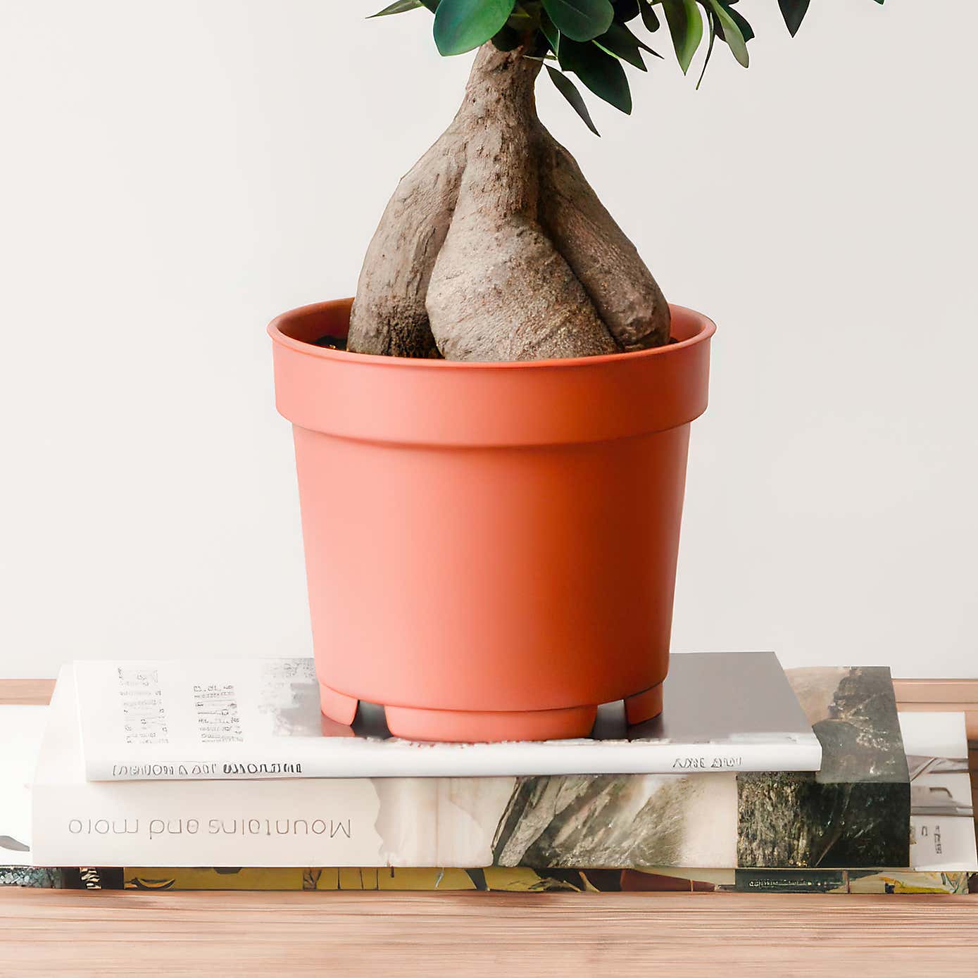 Ficus Ginseng House Plant
