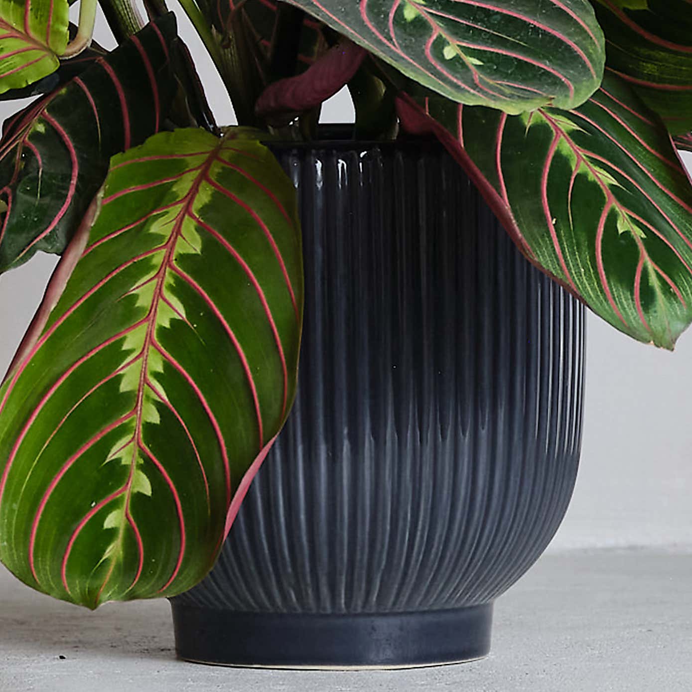 Prayer House Plant in Ribbed Pot