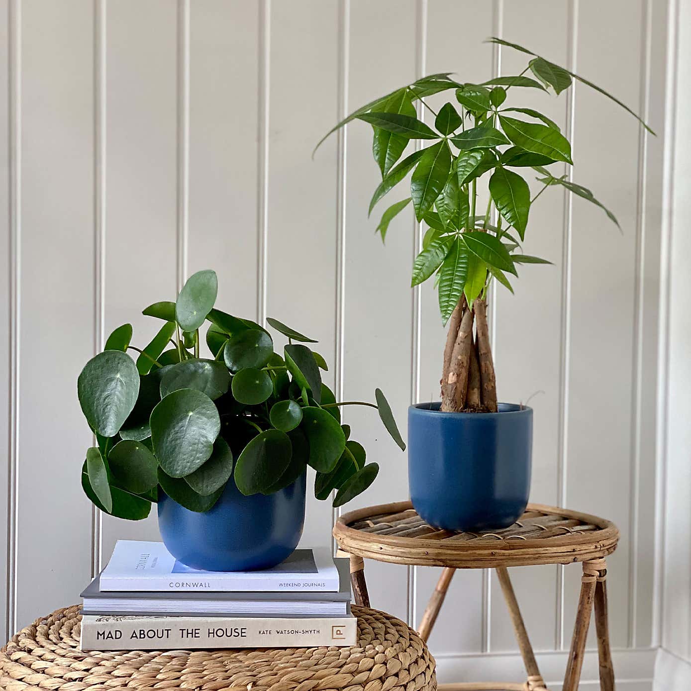 Good Fortune Potted House Plant Bundle