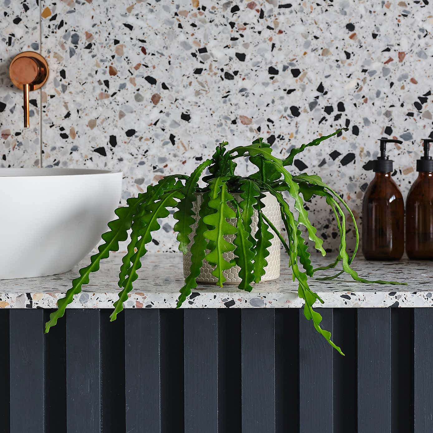 Fishbone Cactus House Plant in Capri Pot