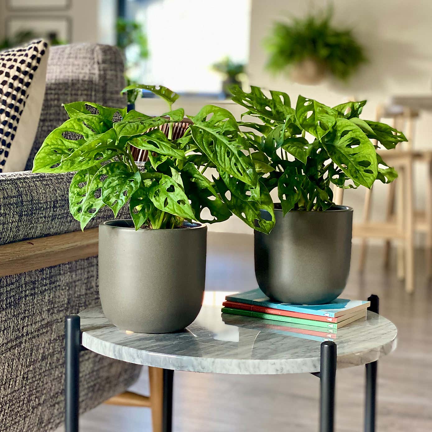 Swiss Cheese Obliqua Potted House Plant Bundle