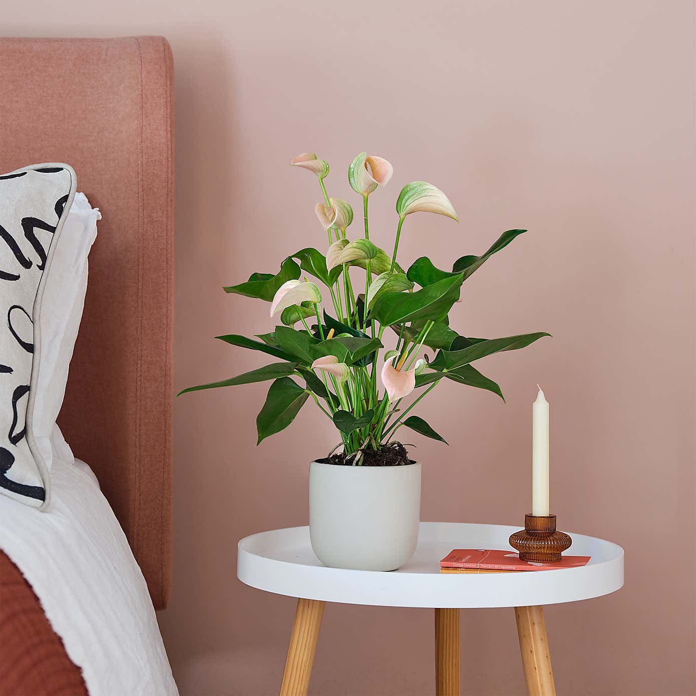 Peach Anthurium House Plant in Earthenware Pot