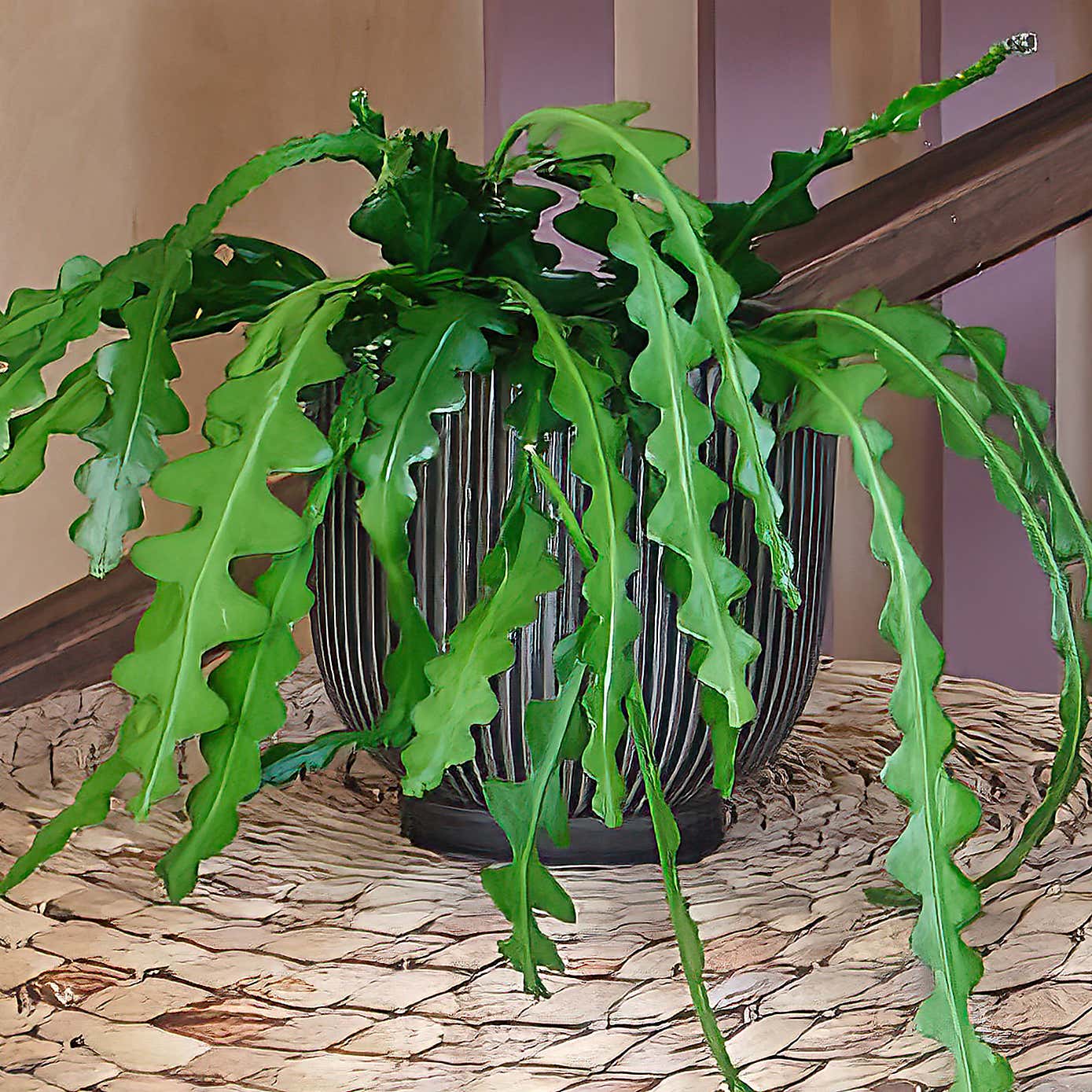 New Home Potted House Plant Bundle