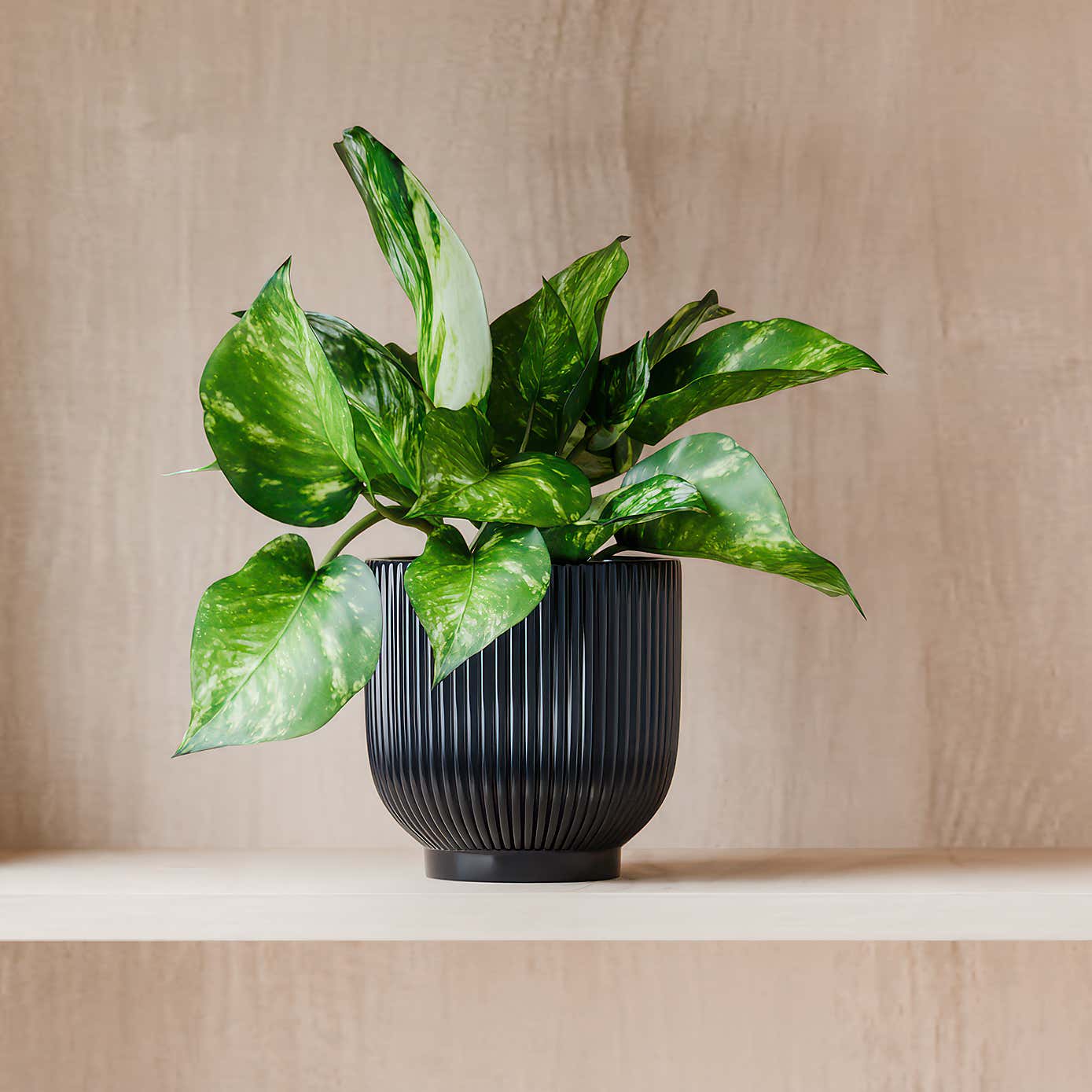 Beards & Daisies Marble Queen Pothos House Plant in Ribbed Ceramic Pot