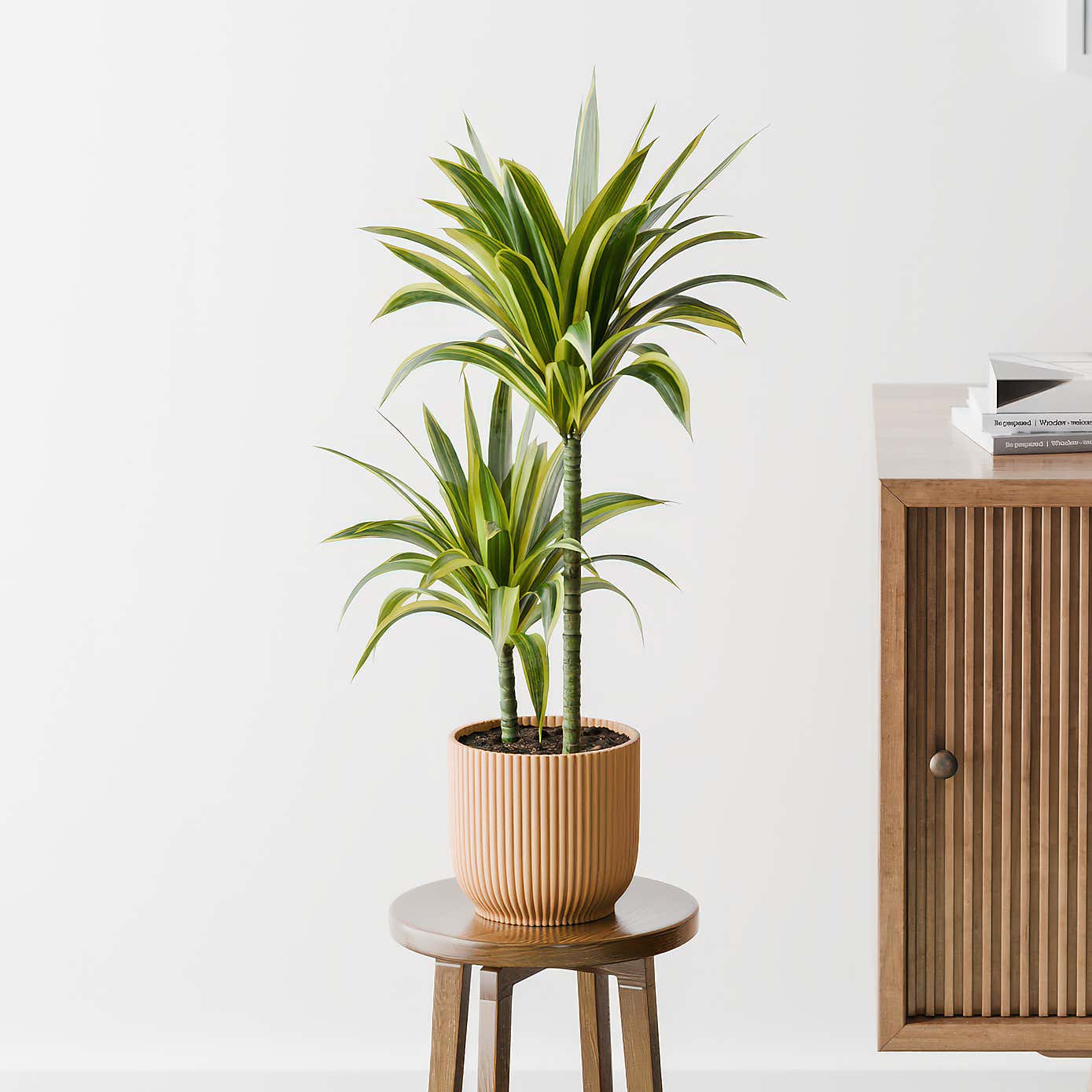 Dracaena Lemon & Lime House Plant in Elho Pot