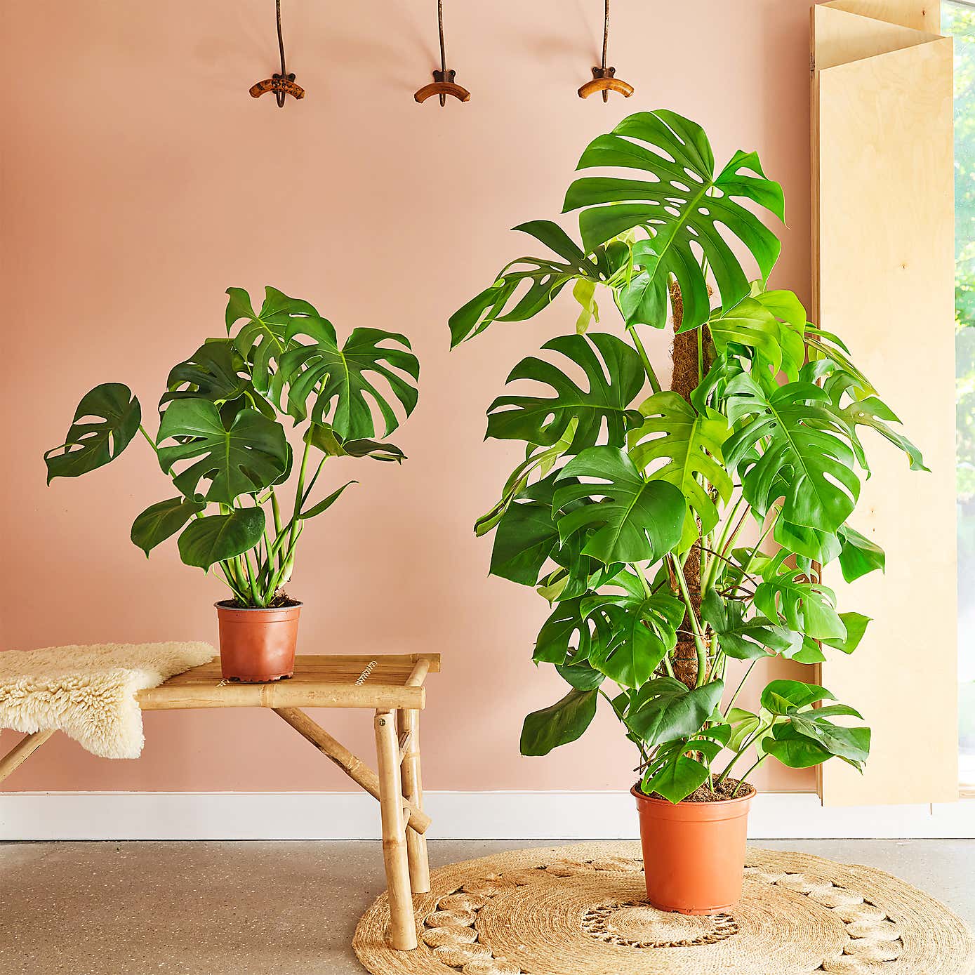 Swiss Cheese House Plant