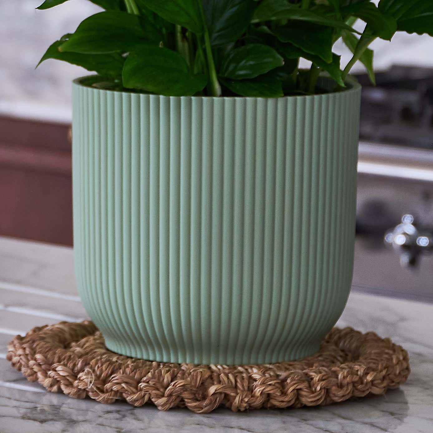 Beards & Daisies Blooming Beautiful Pair Dendrobium Peace Lily House Plant in Vibes Pot