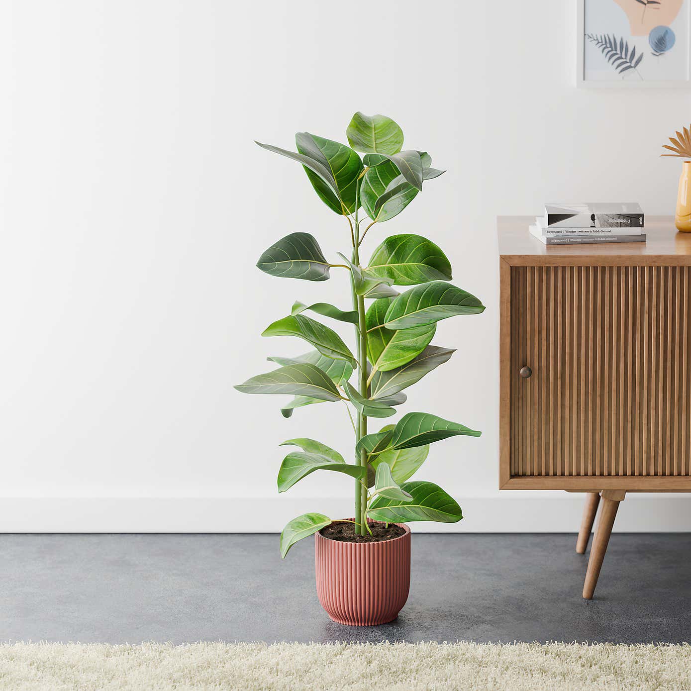 Bengal Fig House Plant in Elho Vibes Pot