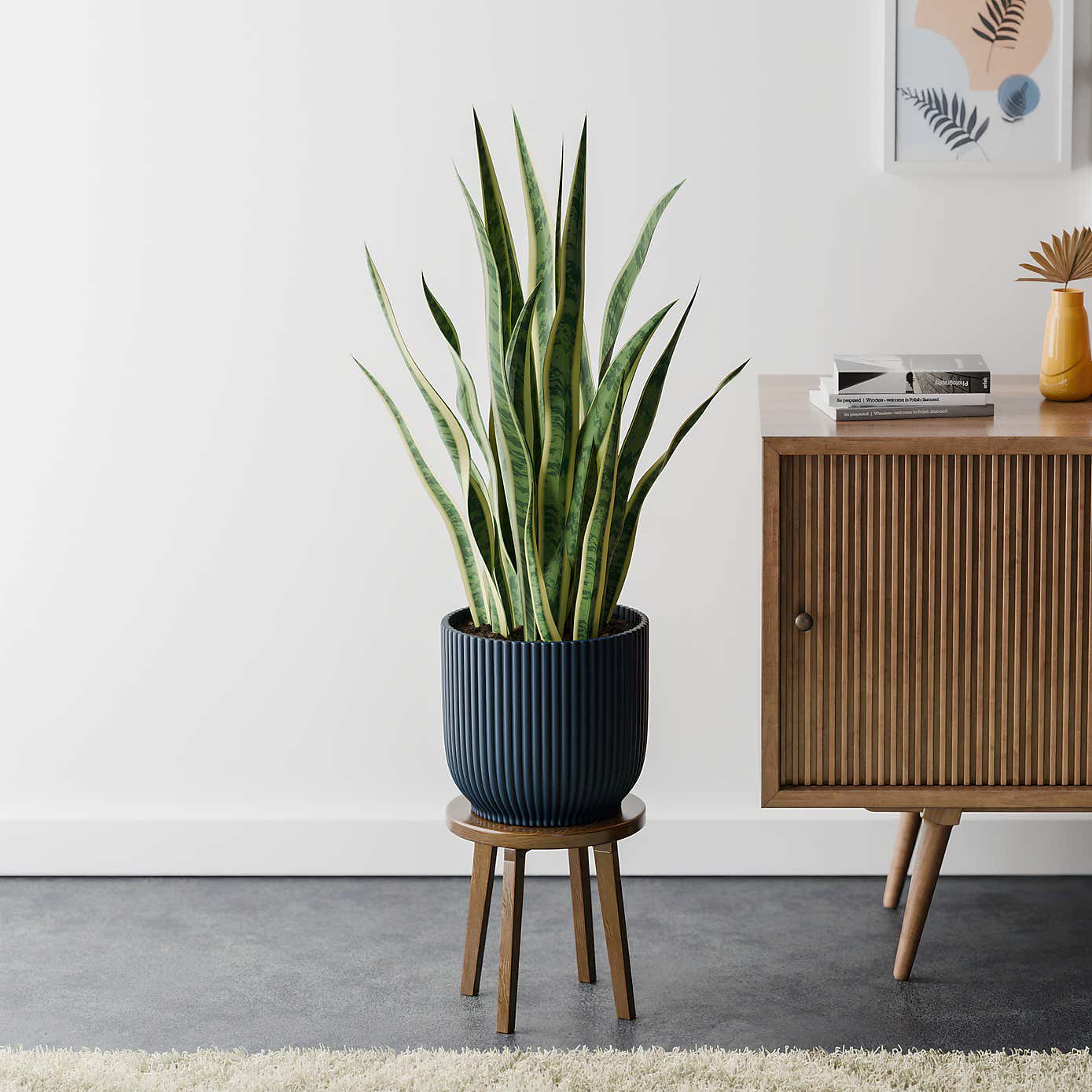 Beards & Daisies Snake Plant House Plant in Vibes Pot