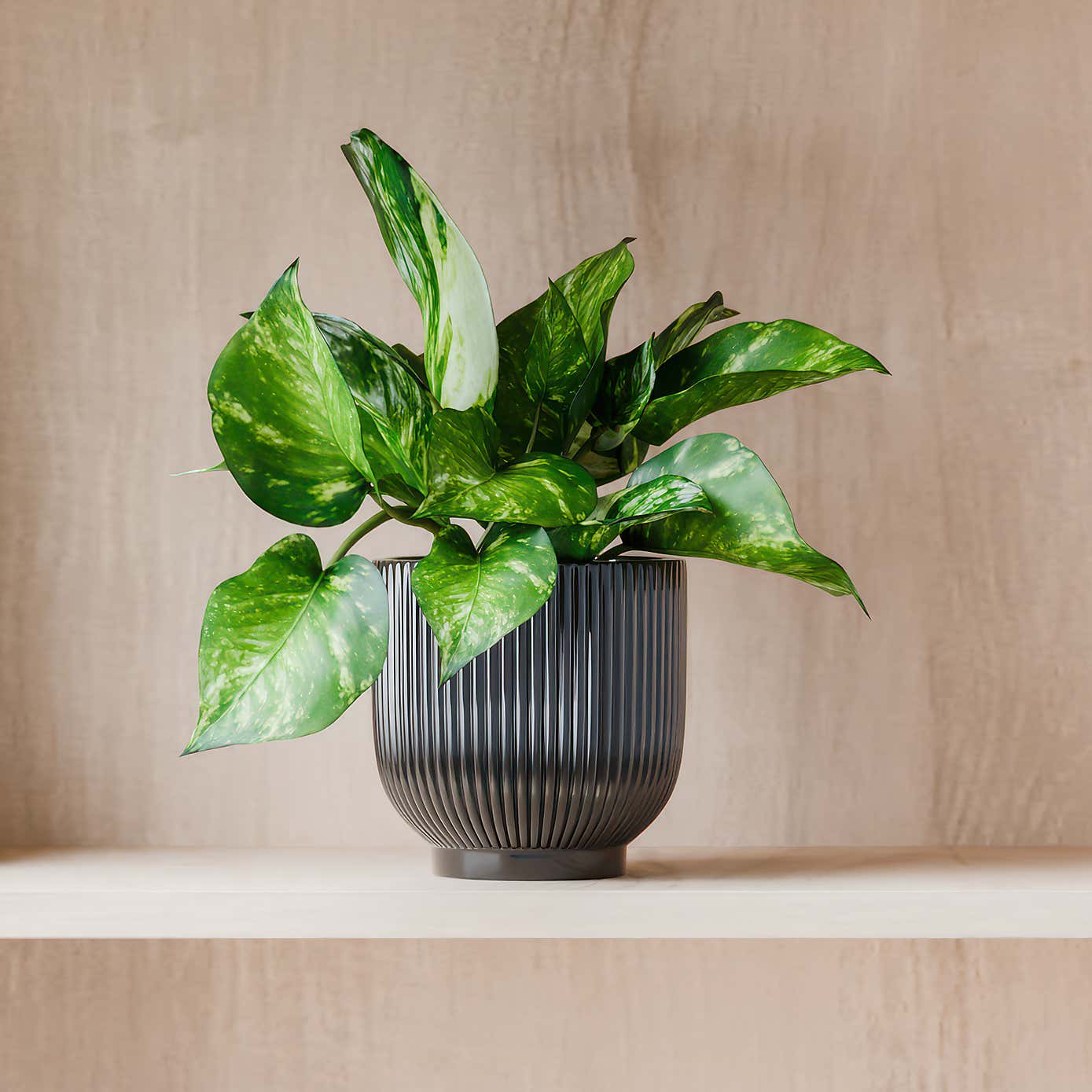 Beards & Daisies Marble Queen Pothos House Plant in Ribbed Ceramic Pot