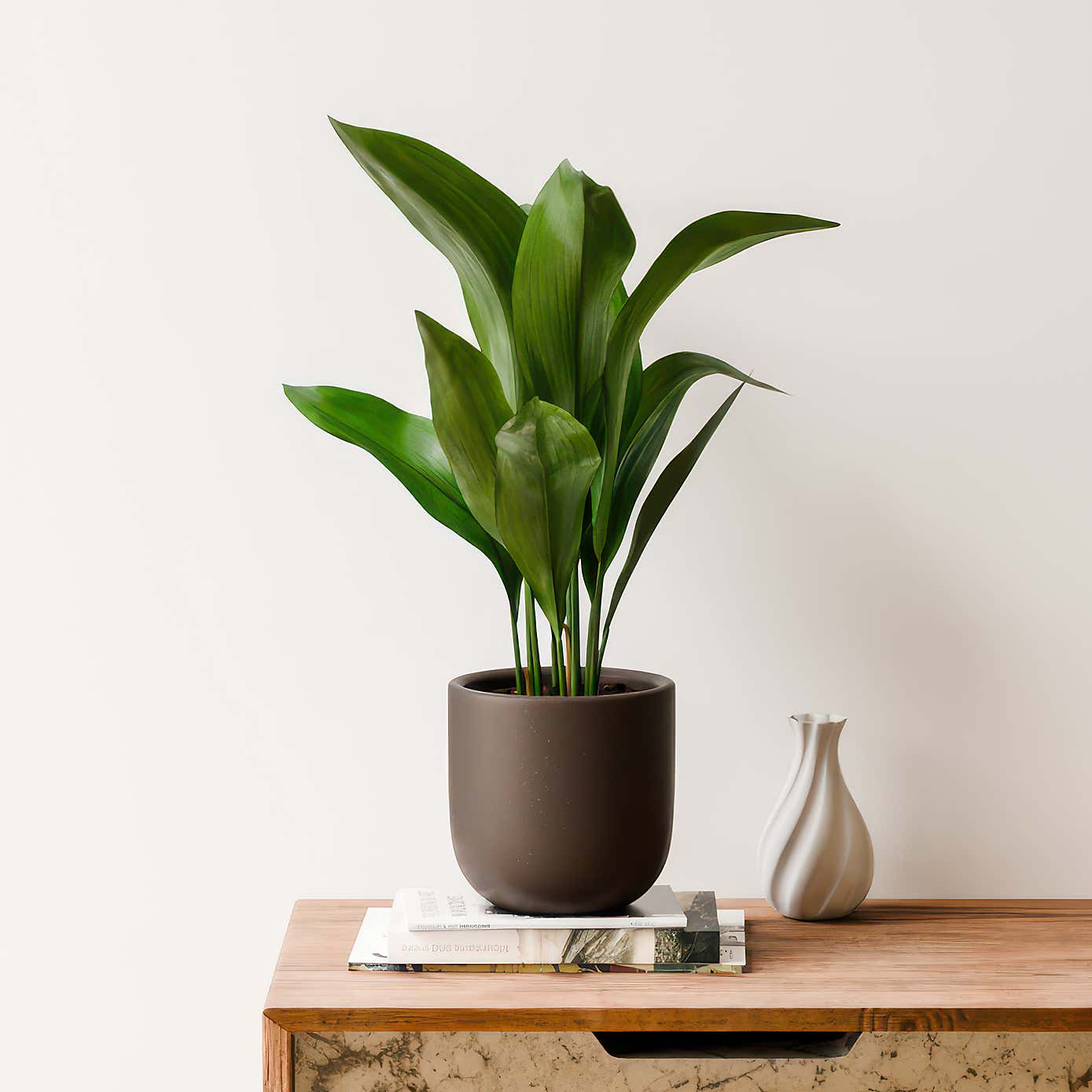 Beards & Daisies Cast Iron House Plant in Earthenware Pot