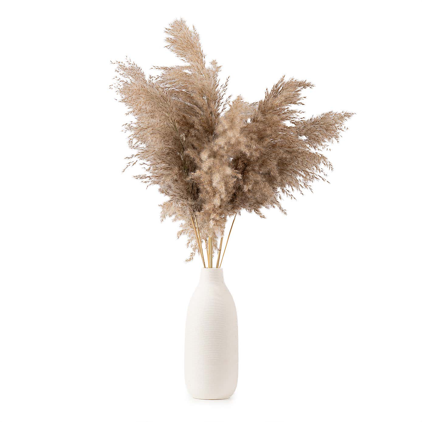 Pampas Grass in Ribbed Ceramic Vase