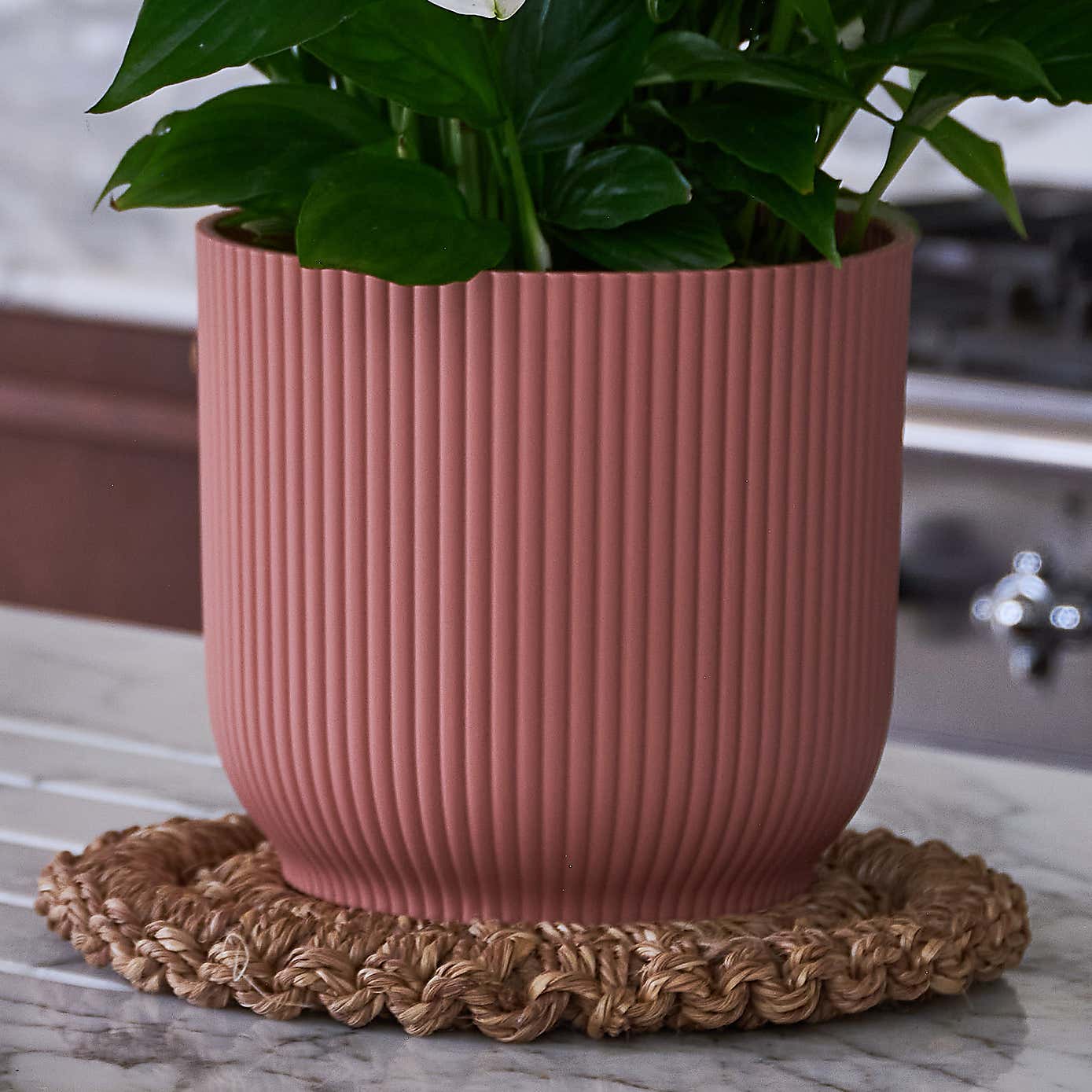 Beards & Daisies Blooming Beautiful Pair Dendrobium Peace Lily House Plant in Vibes Pot