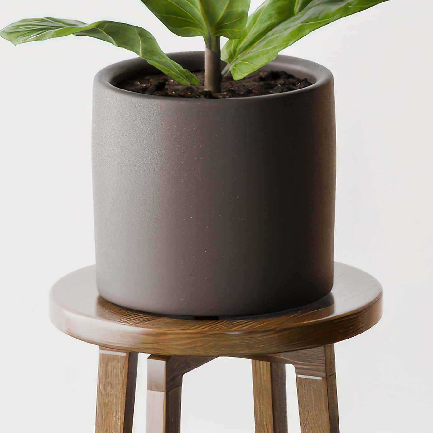 Beards & Daisies Fiddle Leaf Fig House Plant in Earthenware Pot