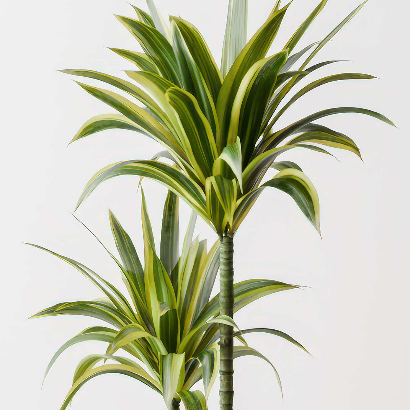 Dracaena Lemon & Lime House Plant in Elho Pot