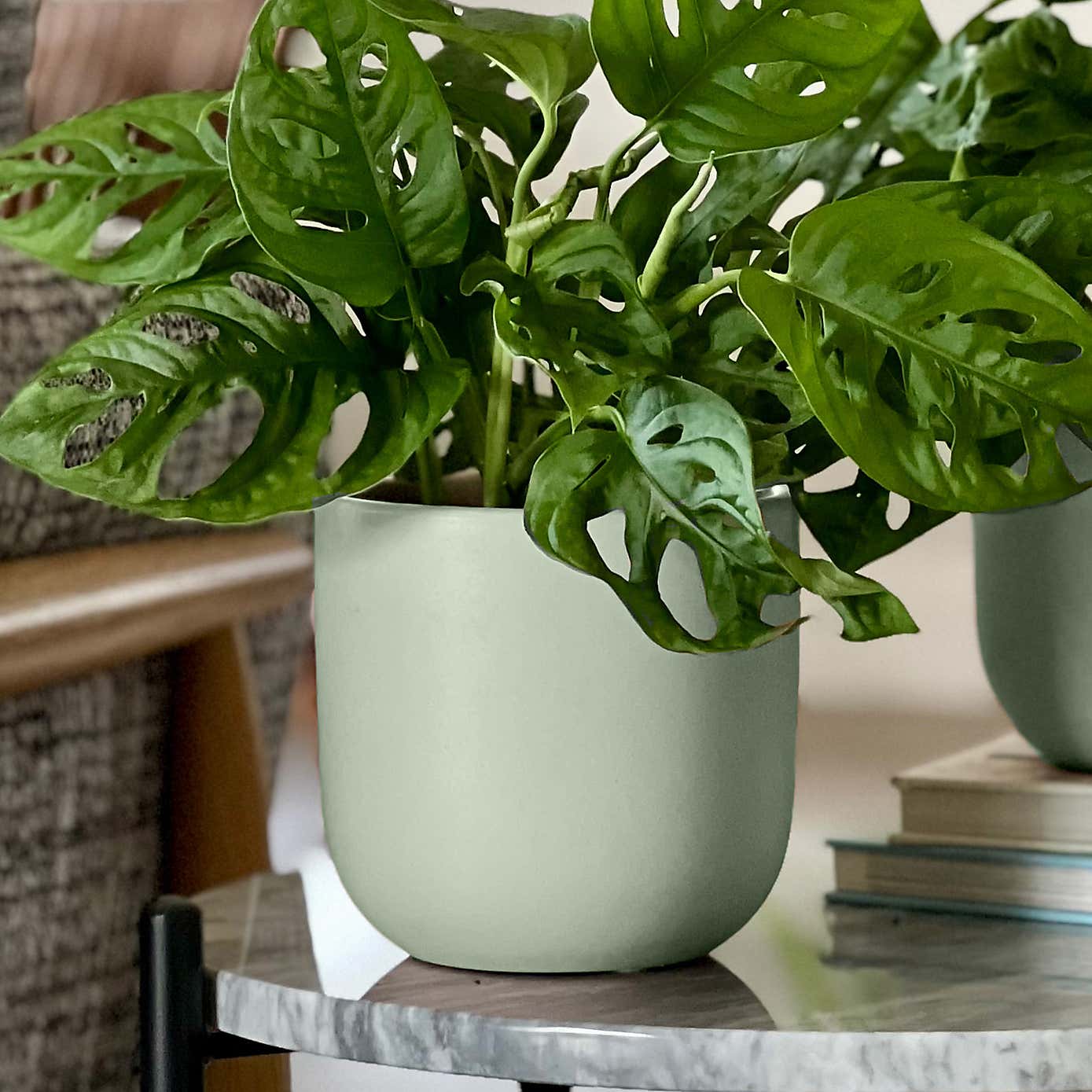 Swiss Cheese Obliqua Potted House Plant Bundle