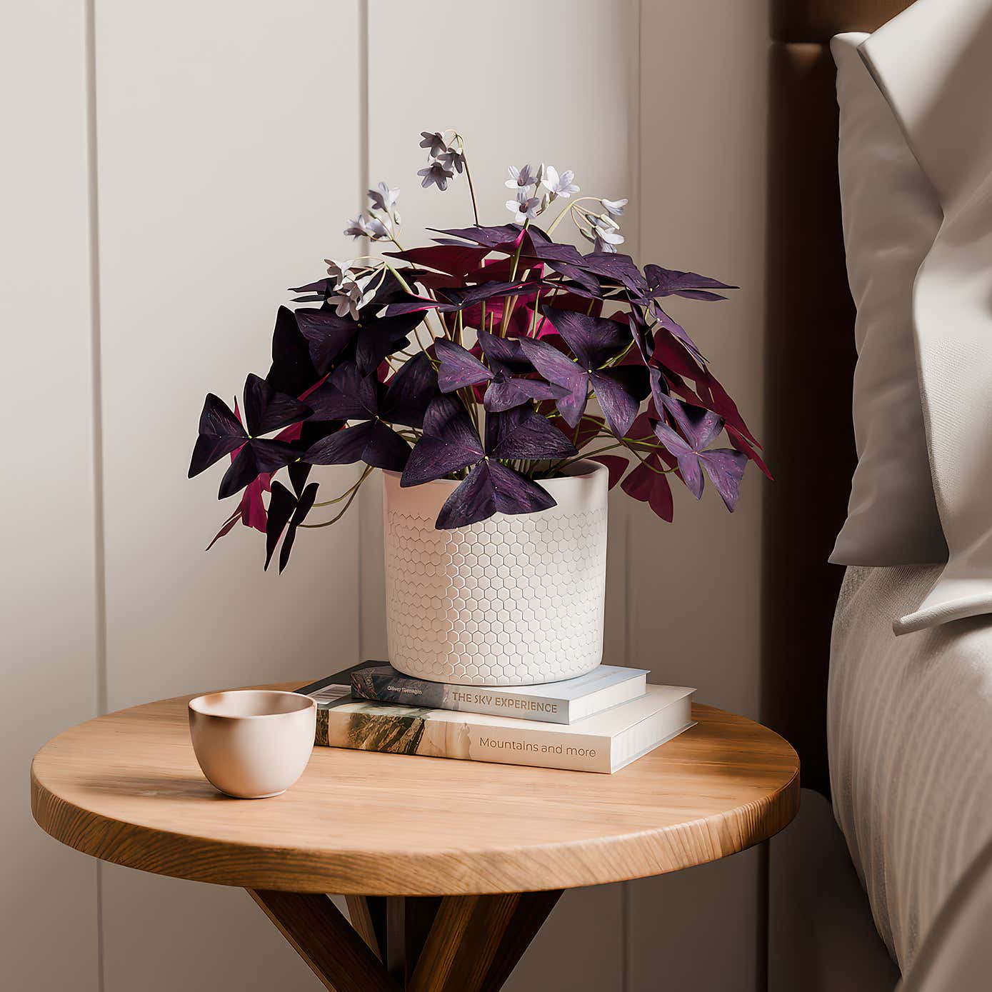 Oxalis House Plant in Capri Pot