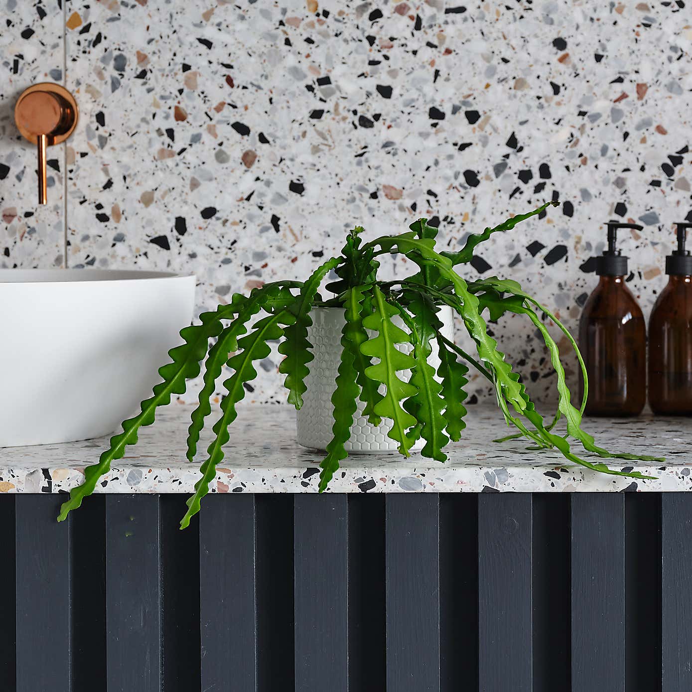 Fishbone Cactus House Plant in Capri Pot