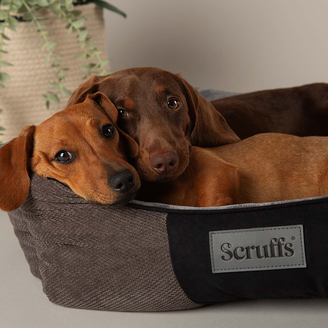 Scruffs Pet Chester Box Bed