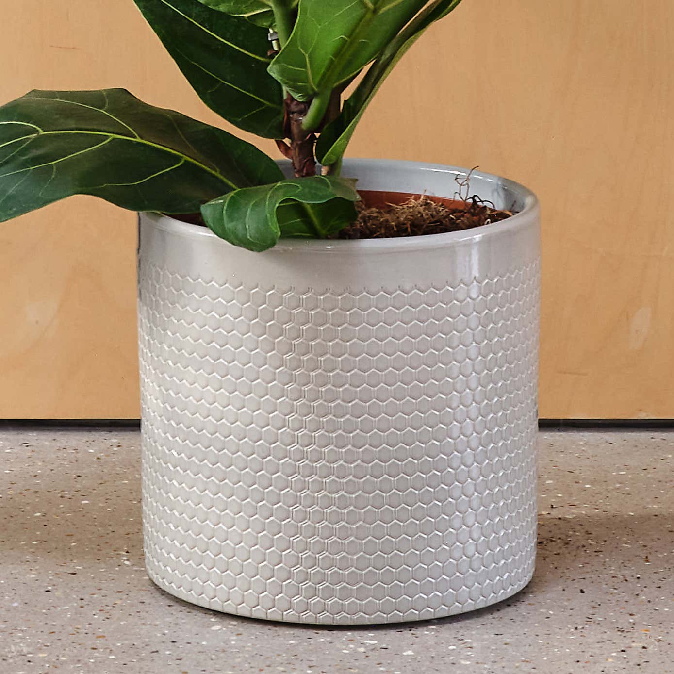 Fiddle Leaf Fig House Plant in Capri Pot