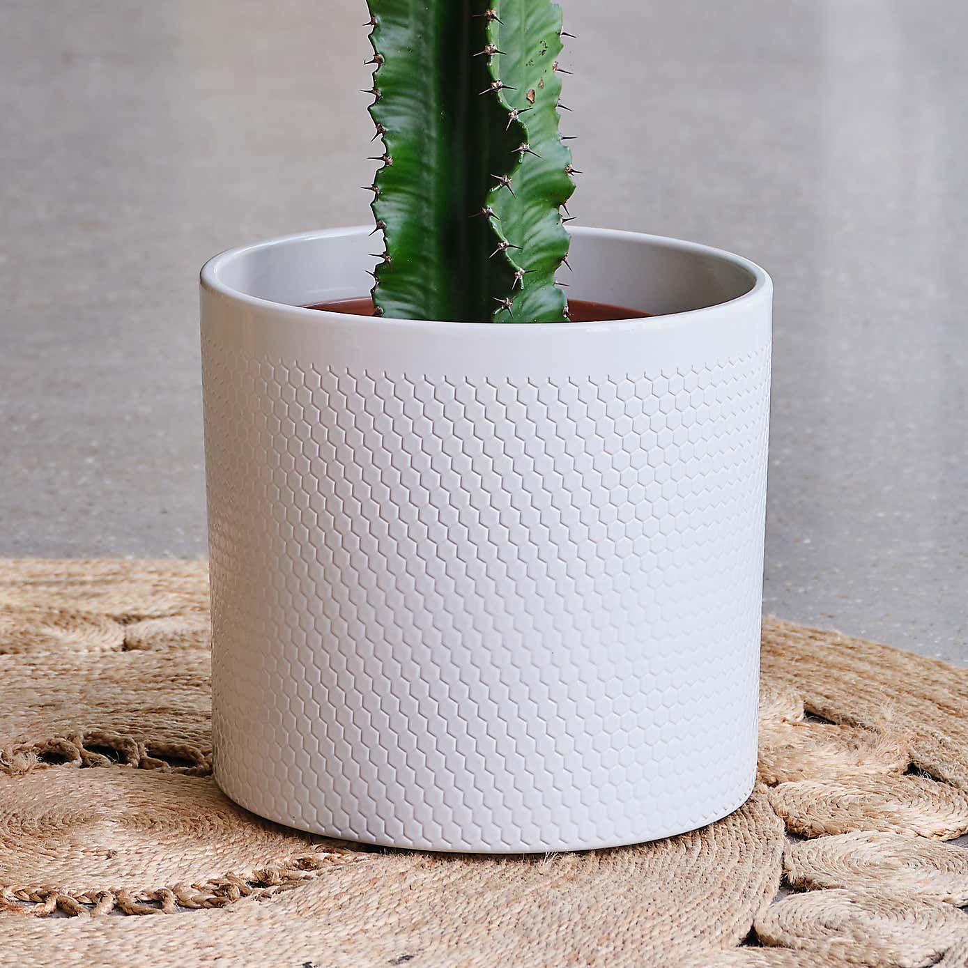 Euphorbia Trigona House Plant in Capri Pot