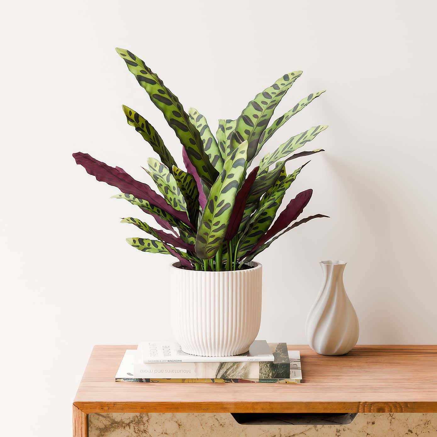 Calathea Lancifolia House Plant in Elho Vibes Pot
