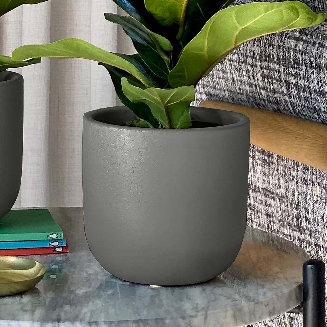 Fiddle Leaf Fig Potted House Plant Bundle