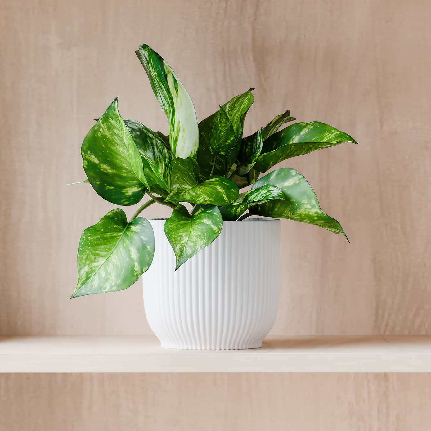 Beards & Daisies Marble Queen Pothos House Plant in Elho Pot