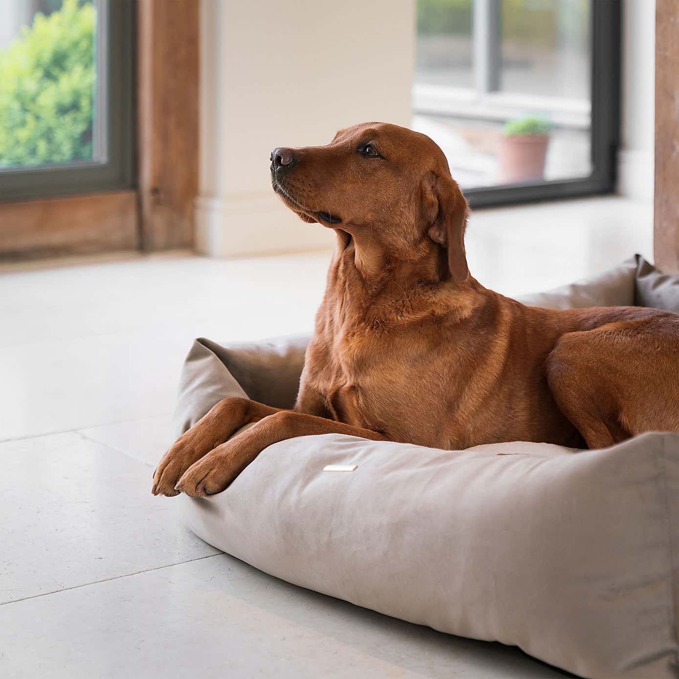Lords and Labradors Velvet Box Dog Bed