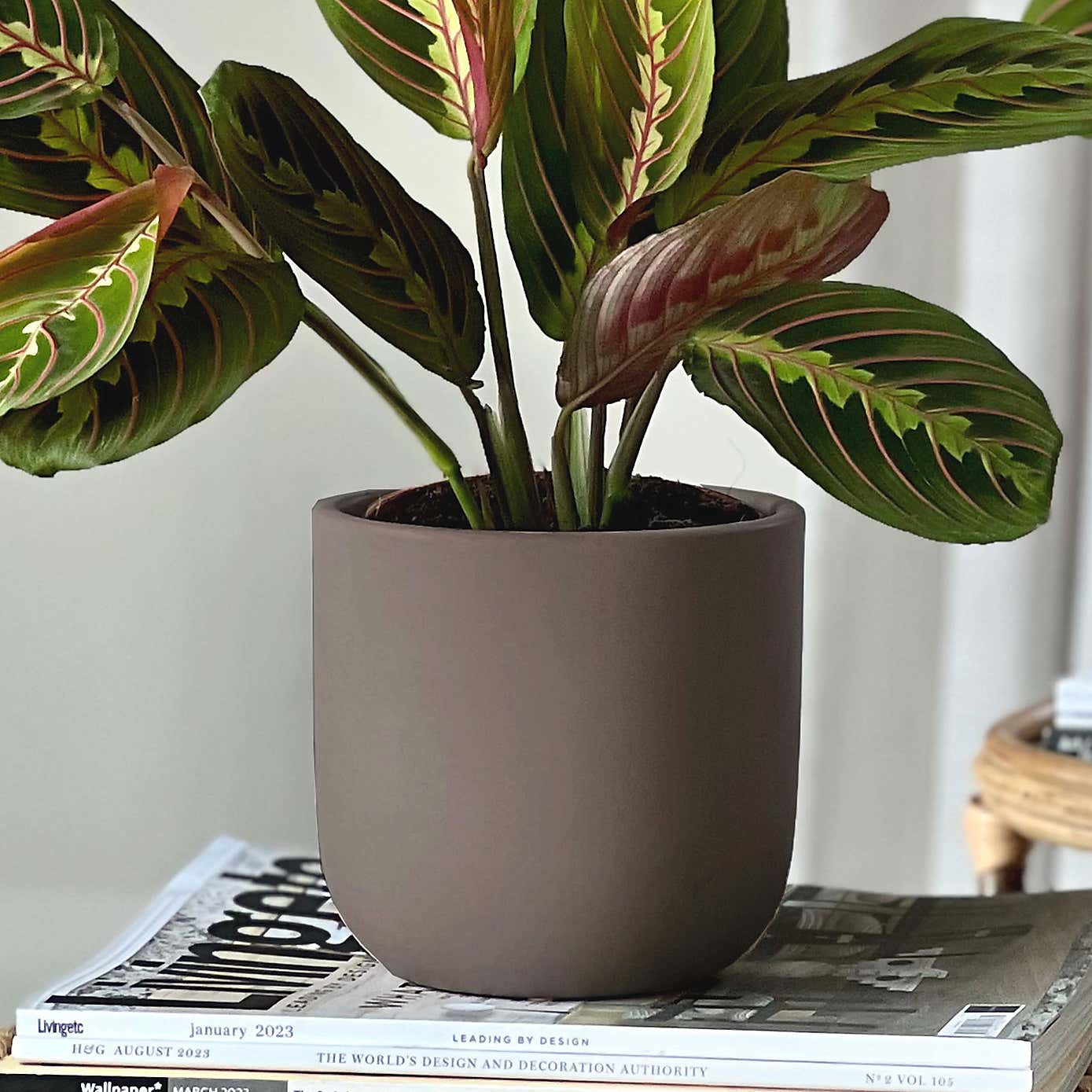 Prayer Plant Potted House Plant Bundle