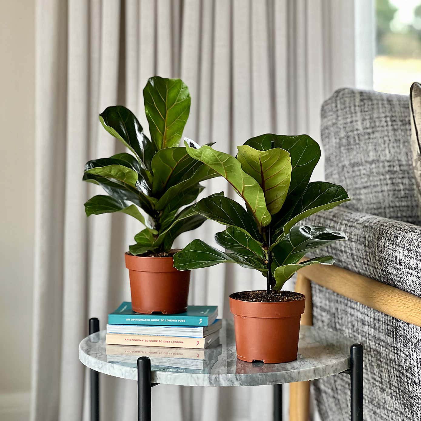 Fiddle Leaf Fig House Plant Bundle