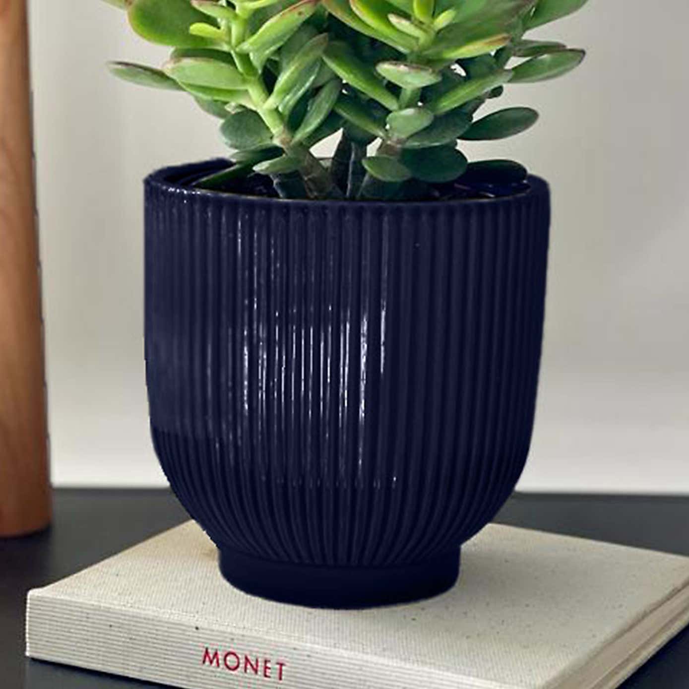 Jade House Plant in Ribbed Pot