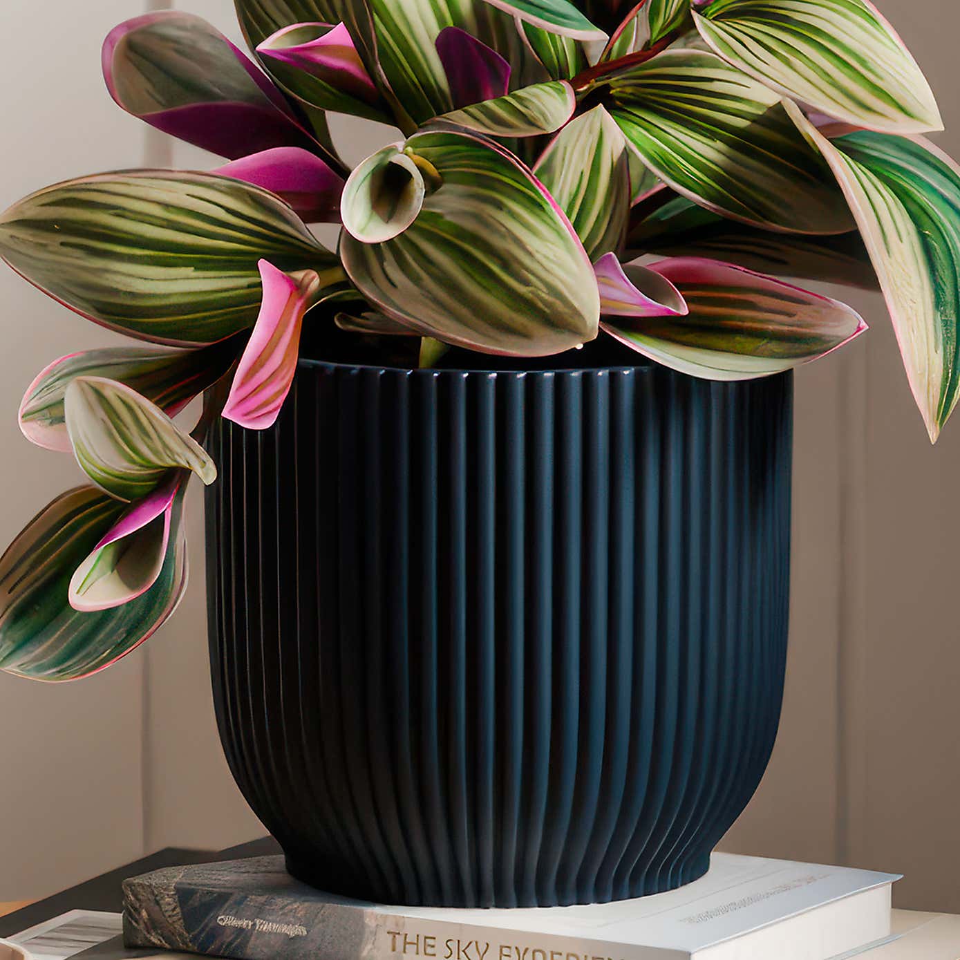 Tradescantia Nanouk House Plant in Elho Vibes Pot