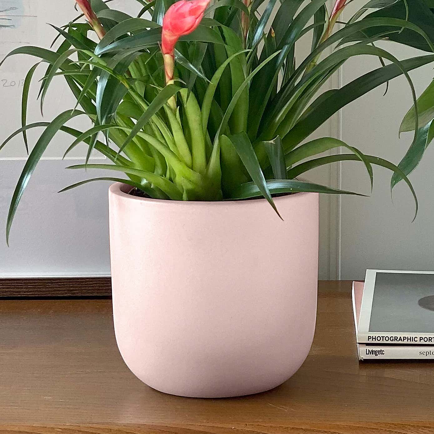 Flowering Potted House Plant Bundle