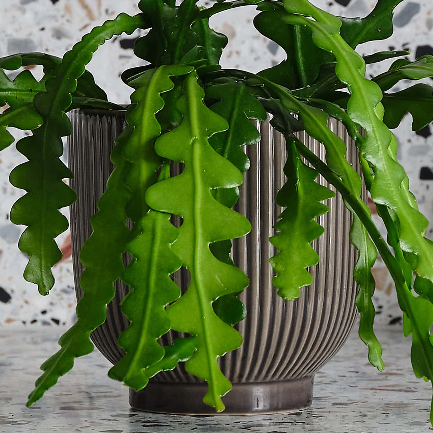 Fishbone Cactus House Plant in Ribbed Pot