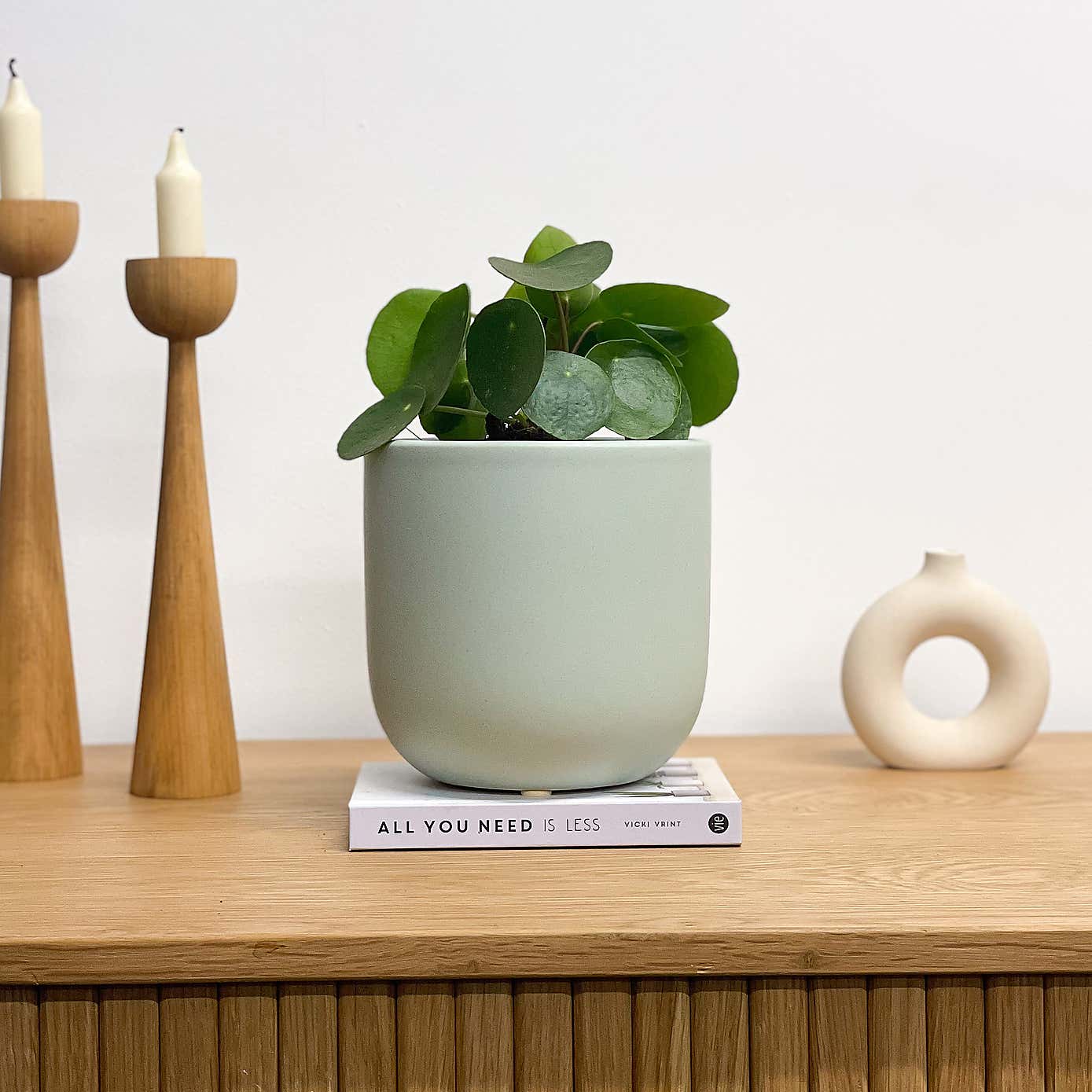 Chinese Money House Plant in Earthenware Pot