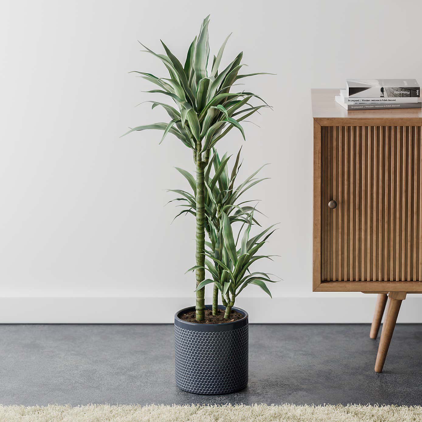 Beards & Daisies Dracaena Warneckei House Plant in Capri Pot