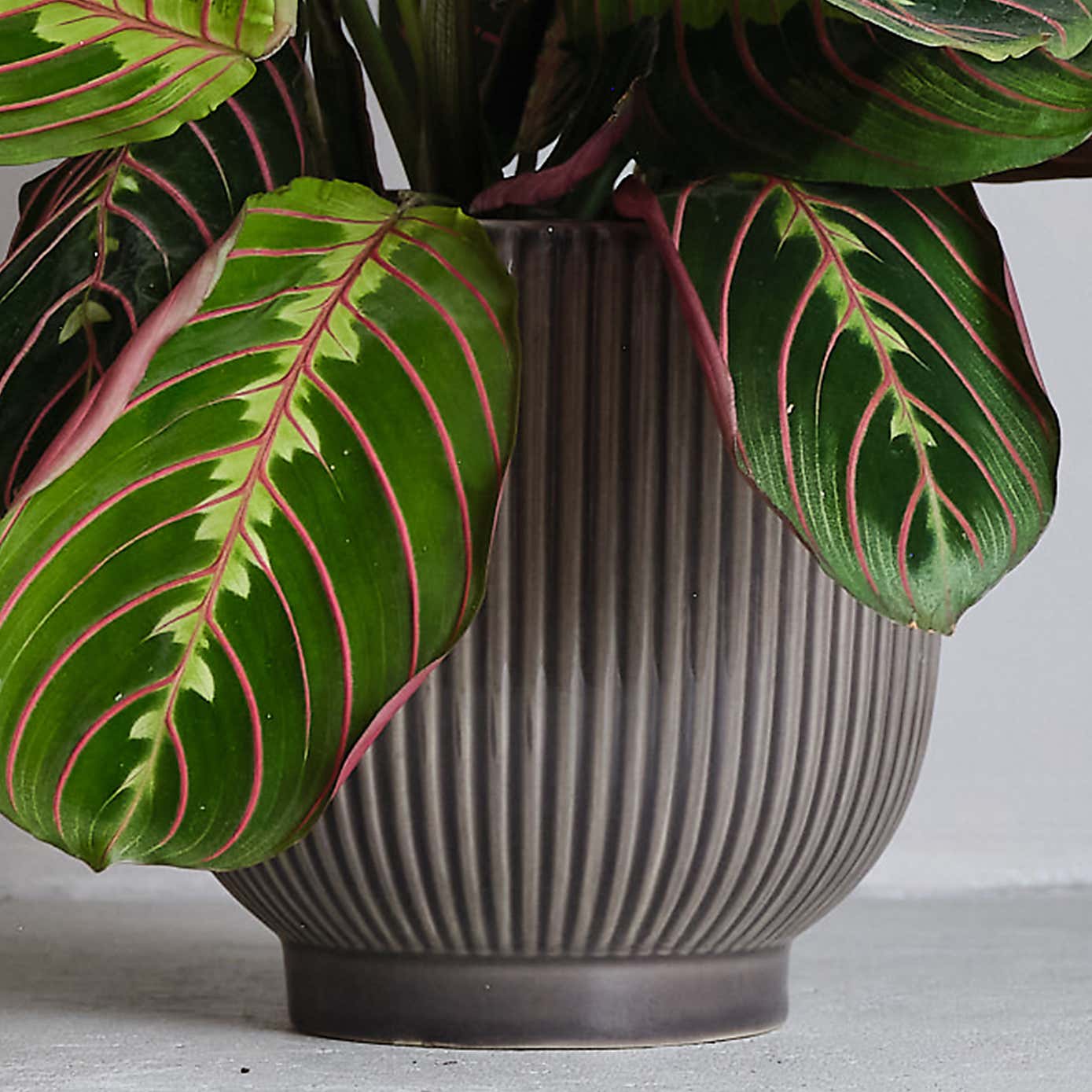 Prayer House Plant in Ribbed Pot