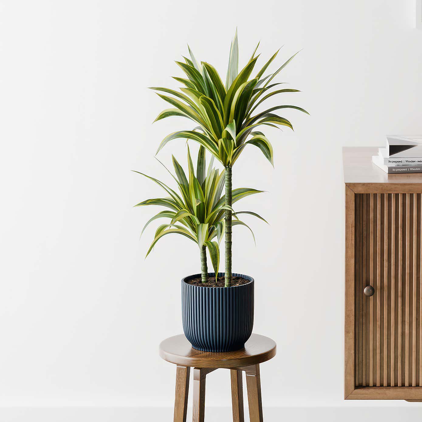 Dracaena Lemon & Lime House Plant in Elho Pot