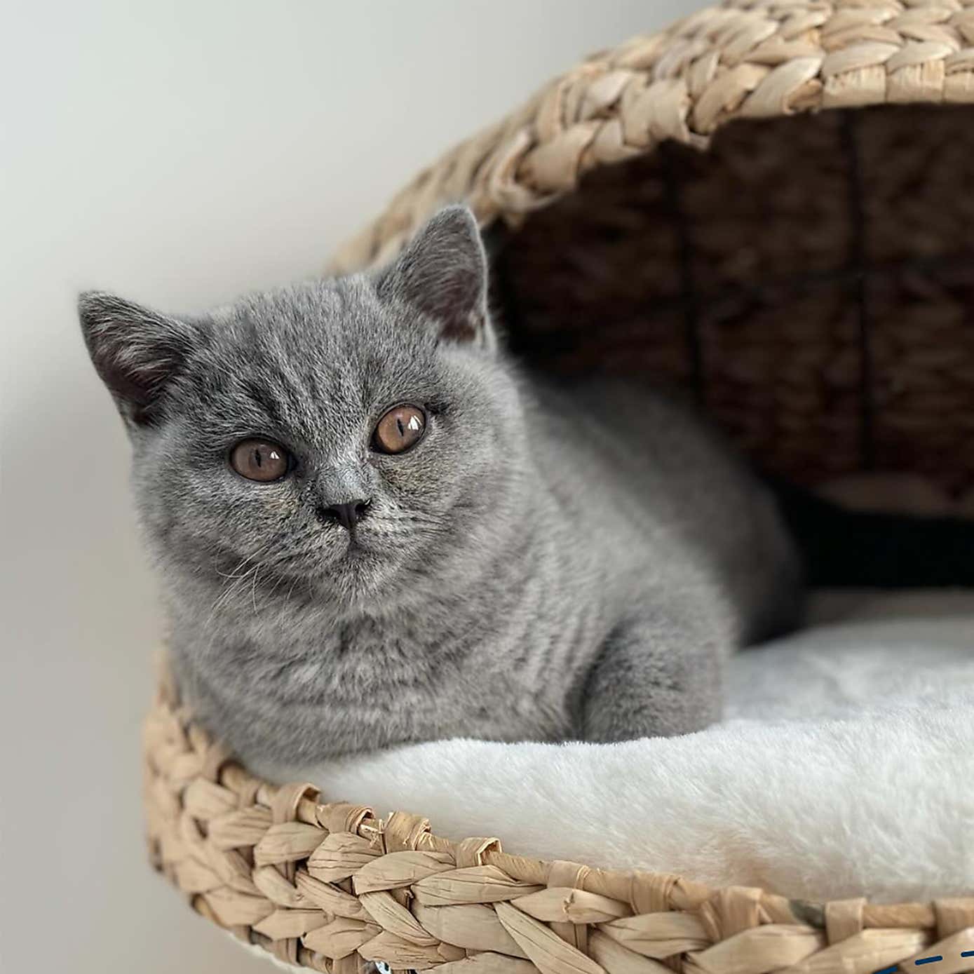 Lords and Labradors Duo Cat Scratch Post